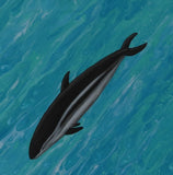 Dusky Dolphin