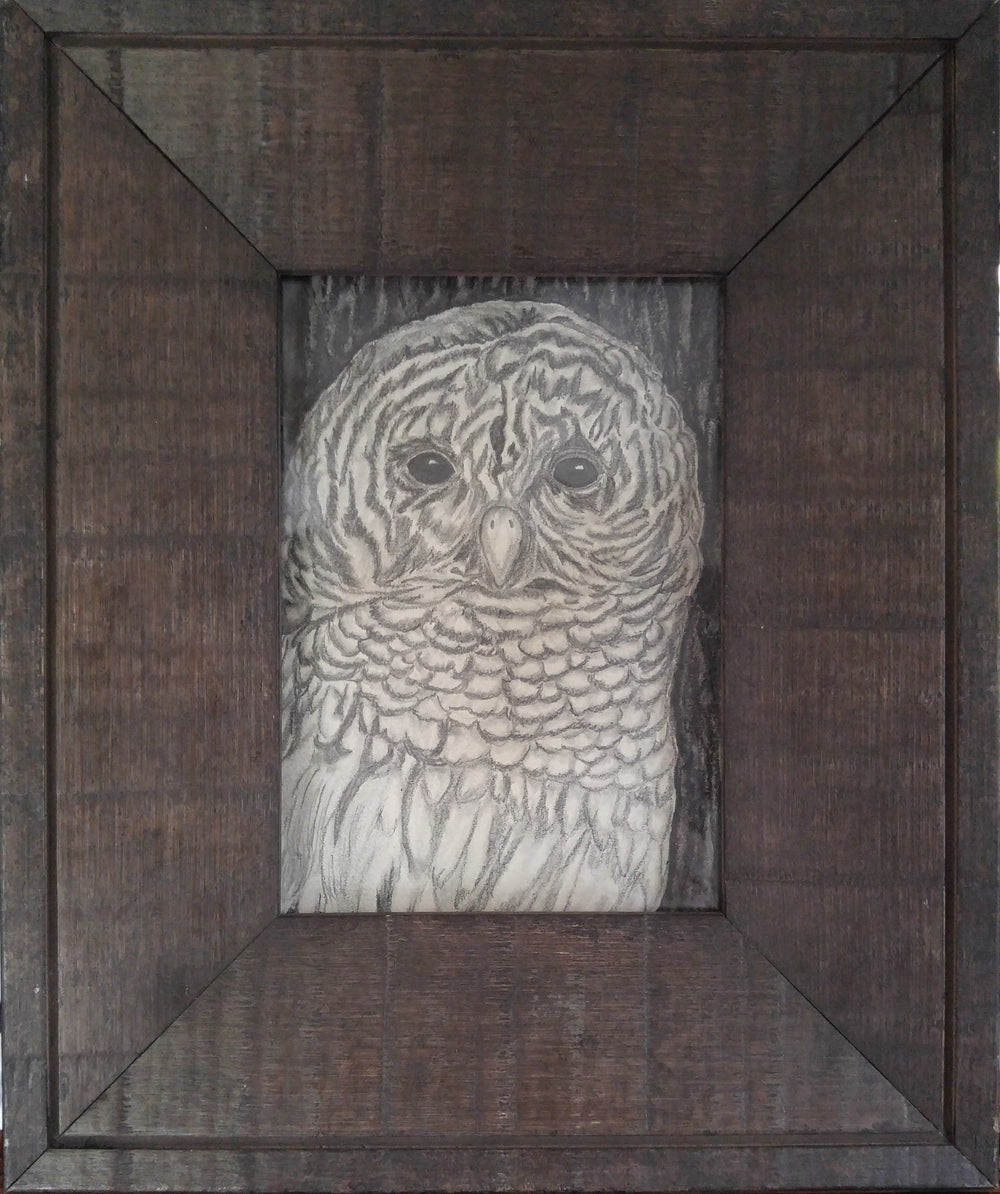 Owl Framed Drawing